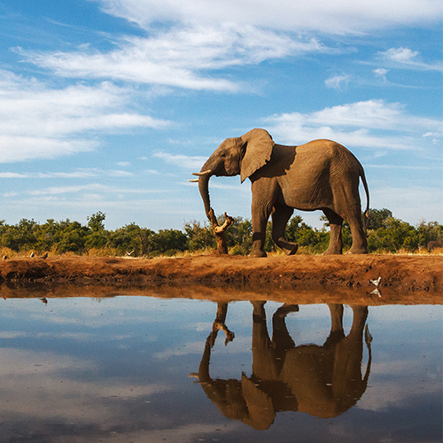Botswana, Olifant
